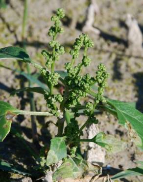 Fotografia 14 da espécie Chenopodium urbicum no Jardim Botânico UTAD