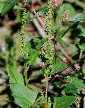 Fotografia 15 da espécie Chenopodium urbicum no Jardim Botânico UTAD