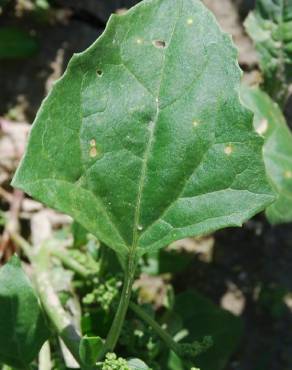 Fotografia 17 da espécie Chenopodium urbicum no Jardim Botânico UTAD