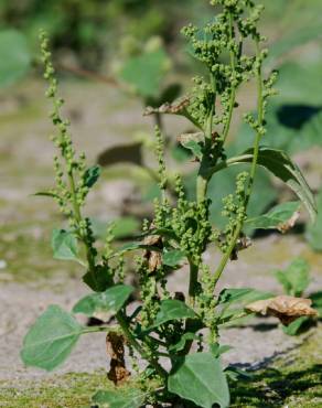 Fotografia 1 da espécie Chenopodium urbicum no Jardim Botânico UTAD