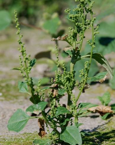 Fotografia de capa Chenopodium urbicum - do Jardim Botânico