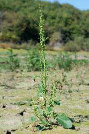 Fotografia da espécie Chenopodium urbicum