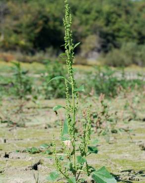 Fotografia 18 da espécie Chenopodium urbicum no Jardim Botânico UTAD