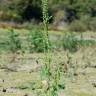 Fotografia 18 da espécie Chenopodium urbicum do Jardim Botânico UTAD