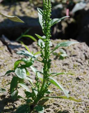 Fotografia 19 da espécie Chenopodium urbicum no Jardim Botânico UTAD