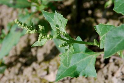 Fotografia da espécie Chenopodium urbicum