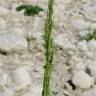 Fotografia 21 da espécie Chenopodium urbicum do Jardim Botânico UTAD
