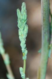 Fotografia da espécie Lactuca virosa