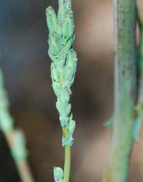 Fotografia 6 da espécie Lactuca virosa no Jardim Botânico UTAD