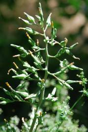 Fotografia da espécie Lactuca virosa