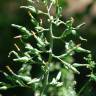 Fotografia 7 da espécie Lactuca virosa do Jardim Botânico UTAD