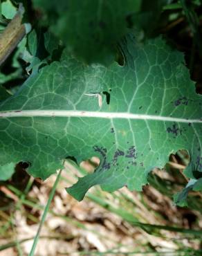 Fotografia 8 da espécie Lactuca virosa no Jardim Botânico UTAD