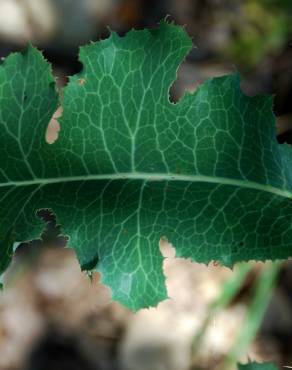 Fotografia 9 da espécie Lactuca virosa no Jardim Botânico UTAD