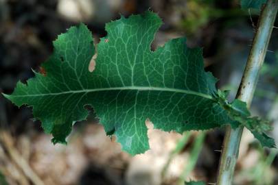 Fotografia da espécie Lactuca virosa