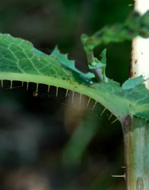 Fotografia 10 da espécie Lactuca virosa no Jardim Botânico UTAD