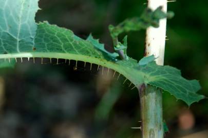 Fotografia da espécie Lactuca virosa