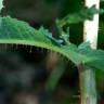 Fotografia 10 da espécie Lactuca virosa do Jardim Botânico UTAD