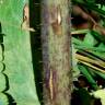 Fotografia 11 da espécie Lactuca virosa do Jardim Botânico UTAD