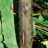 Fotografia 11 da espécie Lactuca virosa do Jardim Botânico UTAD