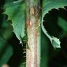 Fotografia 12 da espécie Lactuca virosa do Jardim Botânico UTAD