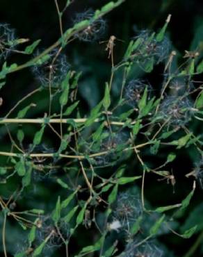 Fotografia 13 da espécie Lactuca virosa no Jardim Botânico UTAD