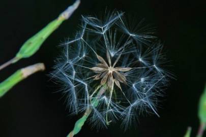 Fotografia da espécie Lactuca virosa