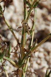 Fotografia da espécie Lactuca viminea subesp. viminea