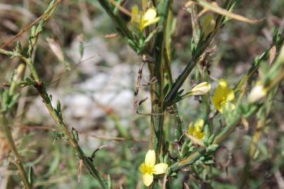 Fotografia da espécie Lactuca viminea subesp. viminea