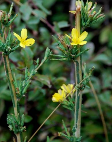 Fotografia de capa Lactuca viminea subesp. viminea - do Jardim Botânico