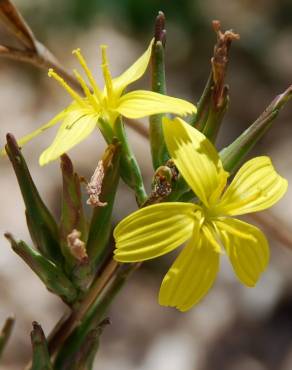 Fotografia 5 da espécie Lactuca viminea subesp. viminea no Jardim Botânico UTAD