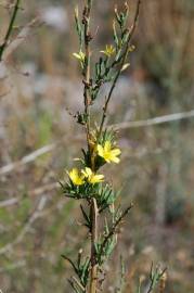 Fotografia da espécie Lactuca viminea subesp. viminea