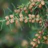 Fotografia 12 da espécie Juniperus oxycedrus subesp. oxycedrus do Jardim Botânico UTAD