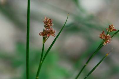 Fotografia da espécie Juncus fontanesii