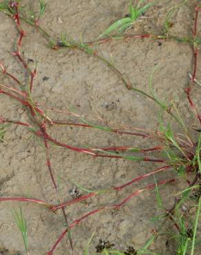 Fotografia 3 da espécie Juncus fontanesii no Jardim Botânico UTAD