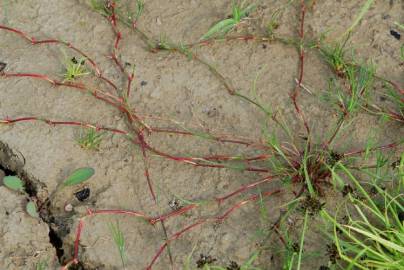 Fotografia da espécie Juncus fontanesii