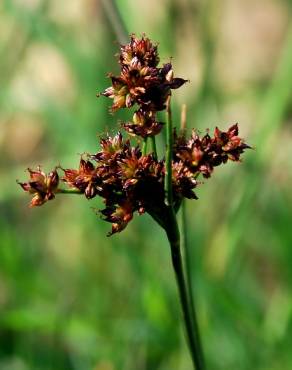 Fotografia 4 da espécie Juncus fontanesii no Jardim Botânico UTAD