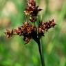 Fotografia 4 da espécie Juncus fontanesii do Jardim Botânico UTAD