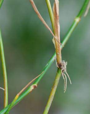 Fotografia 5 da espécie Juncus fontanesii no Jardim Botânico UTAD