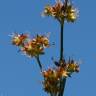 Fotografia 1 da espécie Juncus fontanesii do Jardim Botânico UTAD