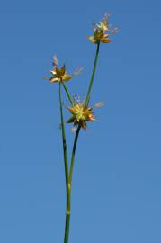 Fotografia da espécie Juncus fontanesii