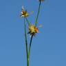 Fotografia 6 da espécie Juncus fontanesii do Jardim Botânico UTAD