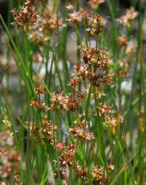 Fotografia 7 da espécie Juncus fontanesii no Jardim Botânico UTAD