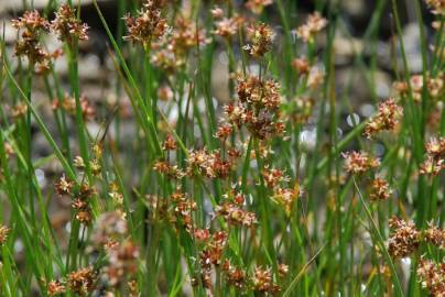 Fotografia da espécie Juncus fontanesii