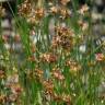 Fotografia 7 da espécie Juncus fontanesii do Jardim Botânico UTAD