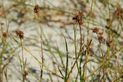 Fotografia da espécie Juncus fontanesii