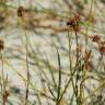 Fotografia 8 da espécie Juncus fontanesii do Jardim Botânico UTAD