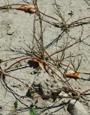 Fotografia 9 da espécie Juncus fontanesii no Jardim Botânico UTAD