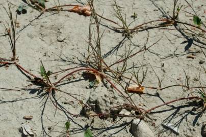 Fotografia da espécie Juncus fontanesii