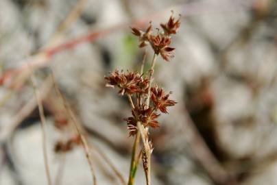 Fotografia da espécie Juncus fontanesii