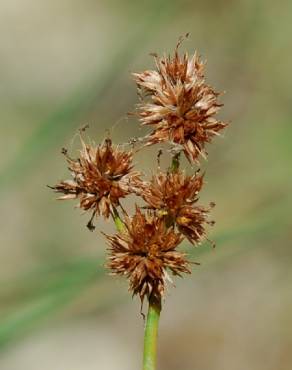 Fotografia 11 da espécie Juncus fontanesii no Jardim Botânico UTAD